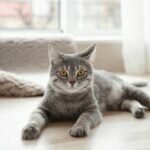 Подбираем корм кошке